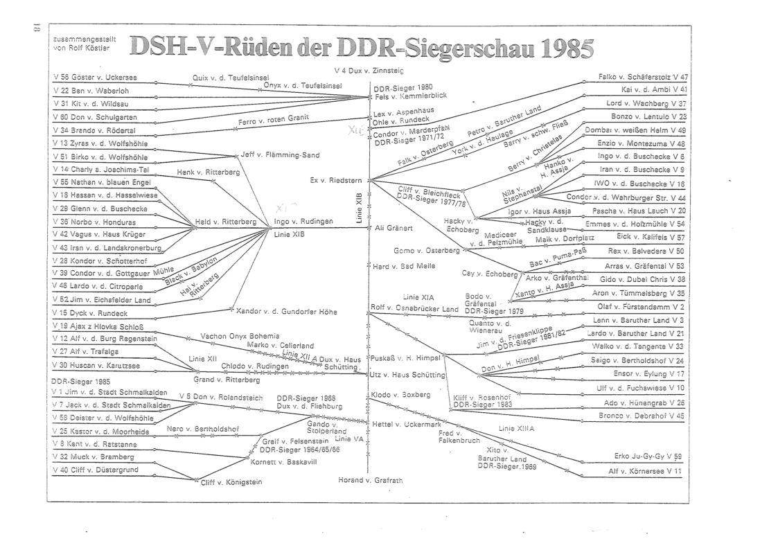 DDR Zuchtrüden 1985